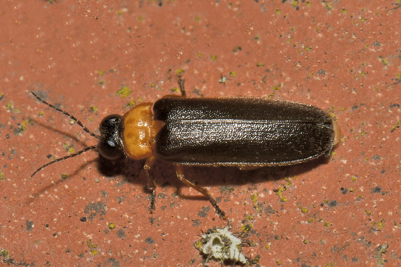 Lampyridae: Luciola pedemontana? S.